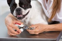Cute dog getting nails trimmed