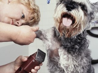 Start Your Own Home-Based Pet Grooming Business