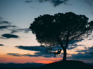 Tire swing hanging from a tree